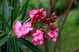夹竹桃花