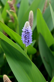 梭鱼花