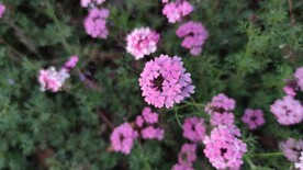 紫色的花