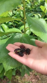 凉山州桑椹