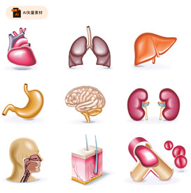 人体器官矢量插画