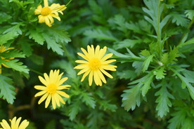 小雏菊