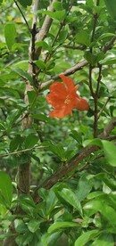 石榴花