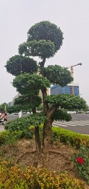白蜡造型景观树