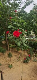 红玫瑰
