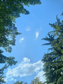 松树