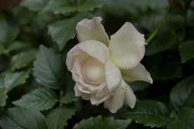 月季花