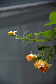 月季花