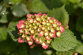 绣球花