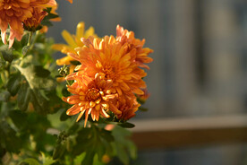 菊花