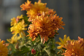 菊花