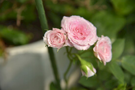 月季花