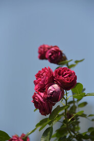 月季花