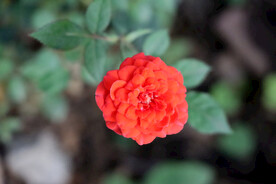野生玫瑰花