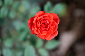野生玫瑰花