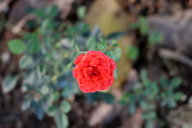 野生玫瑰花