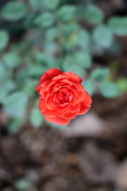 野生玫瑰花
