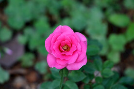 野生玫瑰花