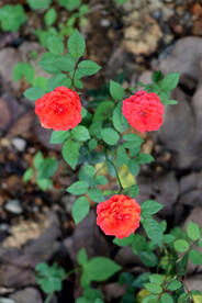 野生玫瑰花