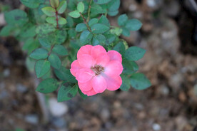 野生玫瑰花