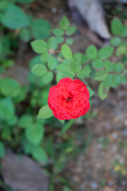 红玫瑰花 
