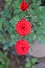 红玫瑰花