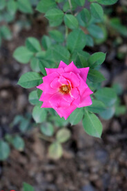 野生玫瑰花