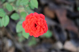 野生玫瑰花