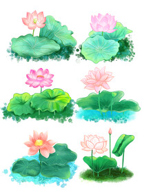 荷花