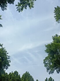 天空树木