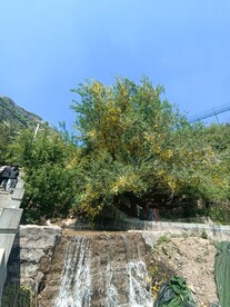 瀑布树