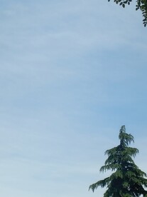半空松