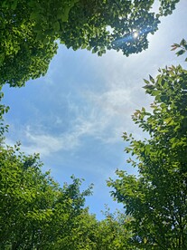 空中树