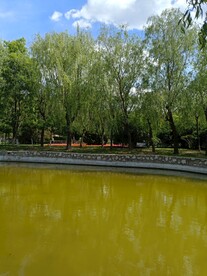 柳树湖水