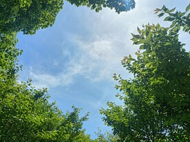 半空树
