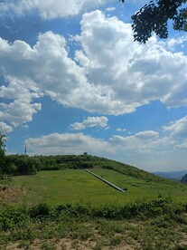 云树枝