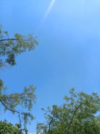 蓝天枯松