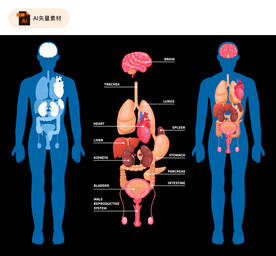 人体器官医学分布图