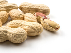 新鲜的花生图片