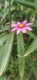 波斯菊
