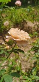 白玫瑰