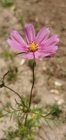 波斯菊