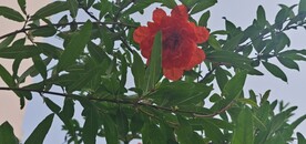石榴花