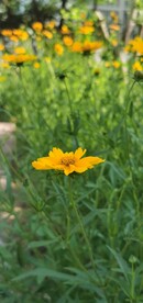 金鸡菊