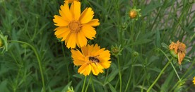 金鸡菊