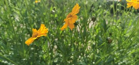金鸡菊