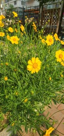 金鸡菊 