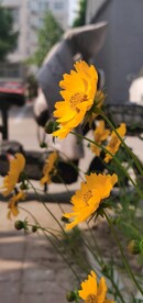 金鸡菊
