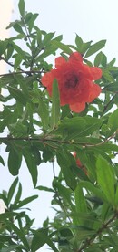石榴花