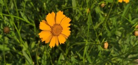 金鸡菊